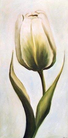 Weiße Tulpe 2 2001