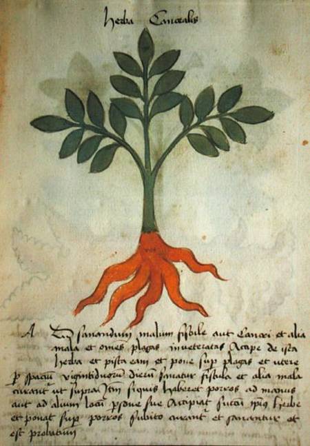 Ms 320 M fol.14r Herba Cancealis, from 'Liber Herbarius una cum rationibus conficiendi medicamenta' from Scuola pittorica italiana