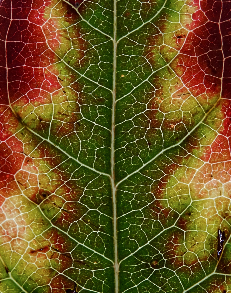 Herbstblatt from Ivan Lesica