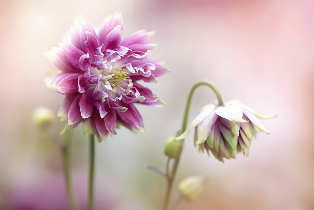 Aquilegia-Blüten from Jacky Parker