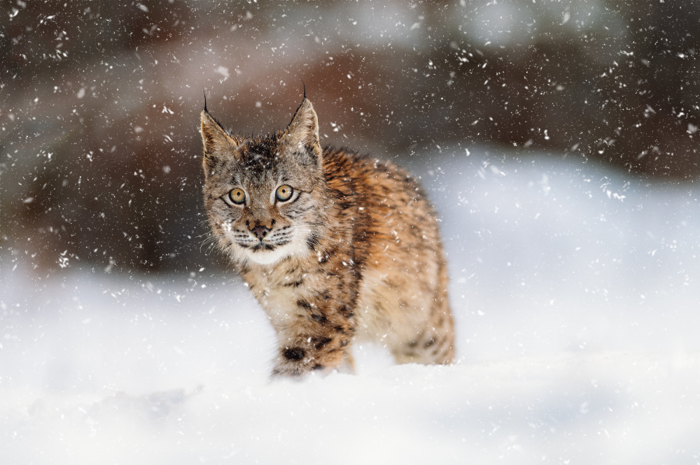 Der Eurasische Luchs (Lynx lynx) from Jan Rozehnal
