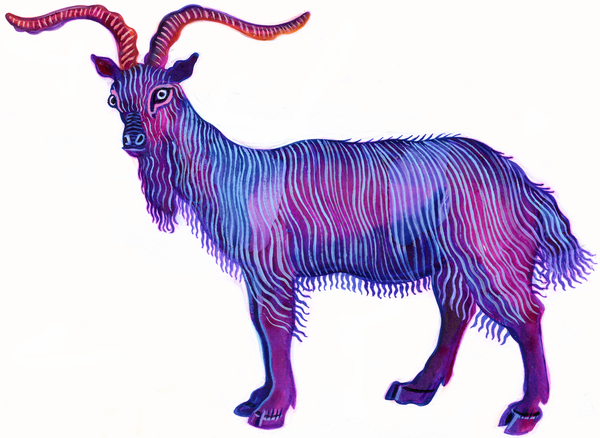 Goat Capricorn from Jane Tattersfield