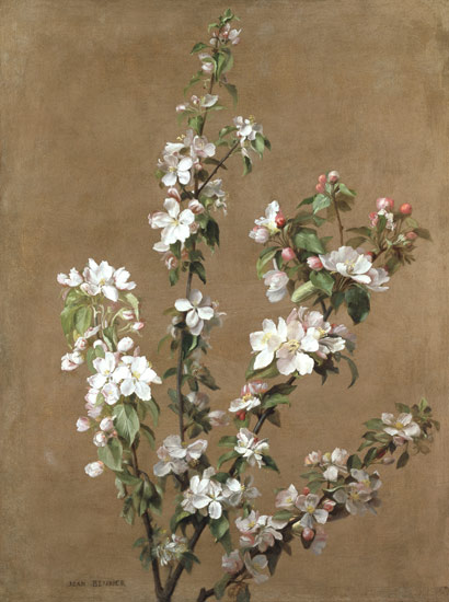 Apple Blossom from Jean Benner
