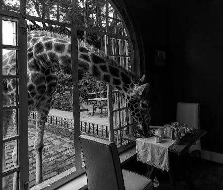 Giraffe Manor in Kenia