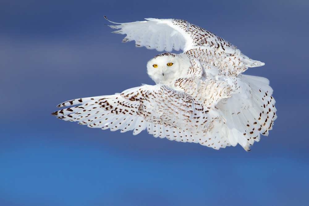 Flight of the Snowy - Snowy Owl from Jim Cumming