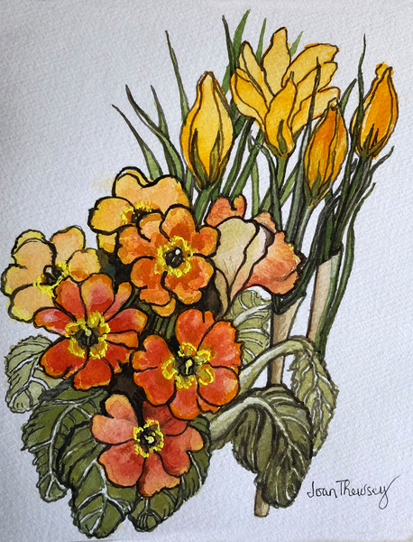 Crocus and Primroses from Joan  Thewsey