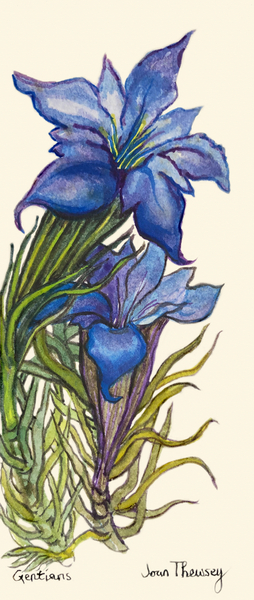Gentians from Joan  Thewsey