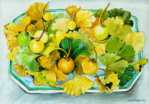 Ginkgo,fruit and Leaves from Joan  Thewsey