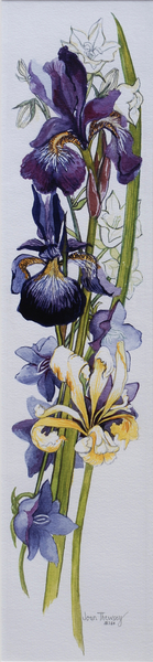 Purple and Yellow Irises with White and Mauve Campanulas from Joan  Thewsey