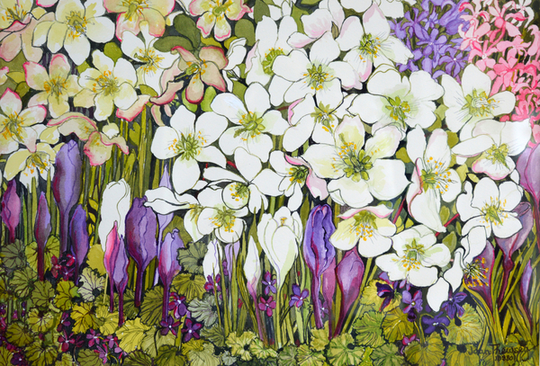Spring Border: Hellebores, Crocus and Violets from Joan  Thewsey