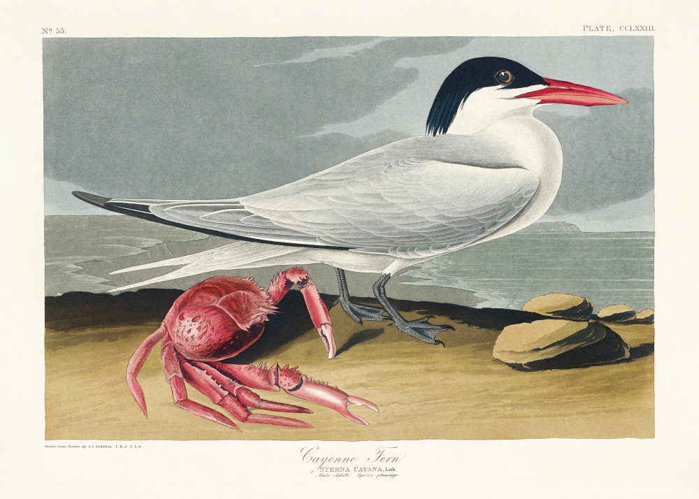 Cayenne-Seeschwalbe aus Birds of America (1827) from John James Audubon