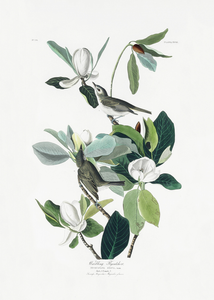 Trällernder Fliegenfänger von Birds of America (1827) from John James Audubon