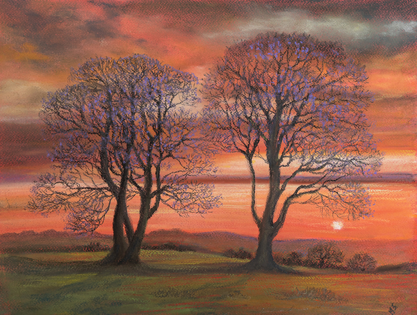 Sunlight through trees from John Starkey