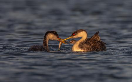 Grebe