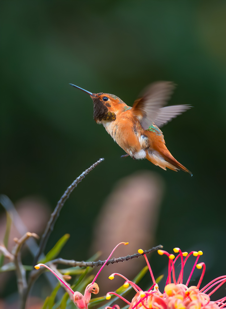 Kolibri from Johnson Huang