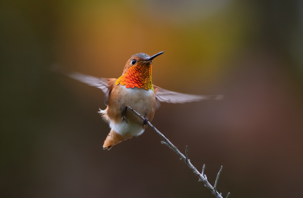 Kolibri from Johnson Huang