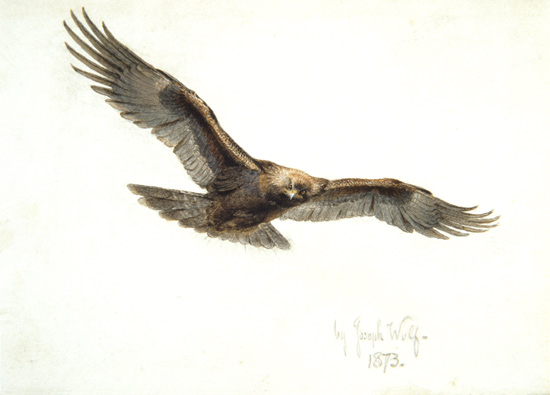 Eagle in flight from Joseph Wolf