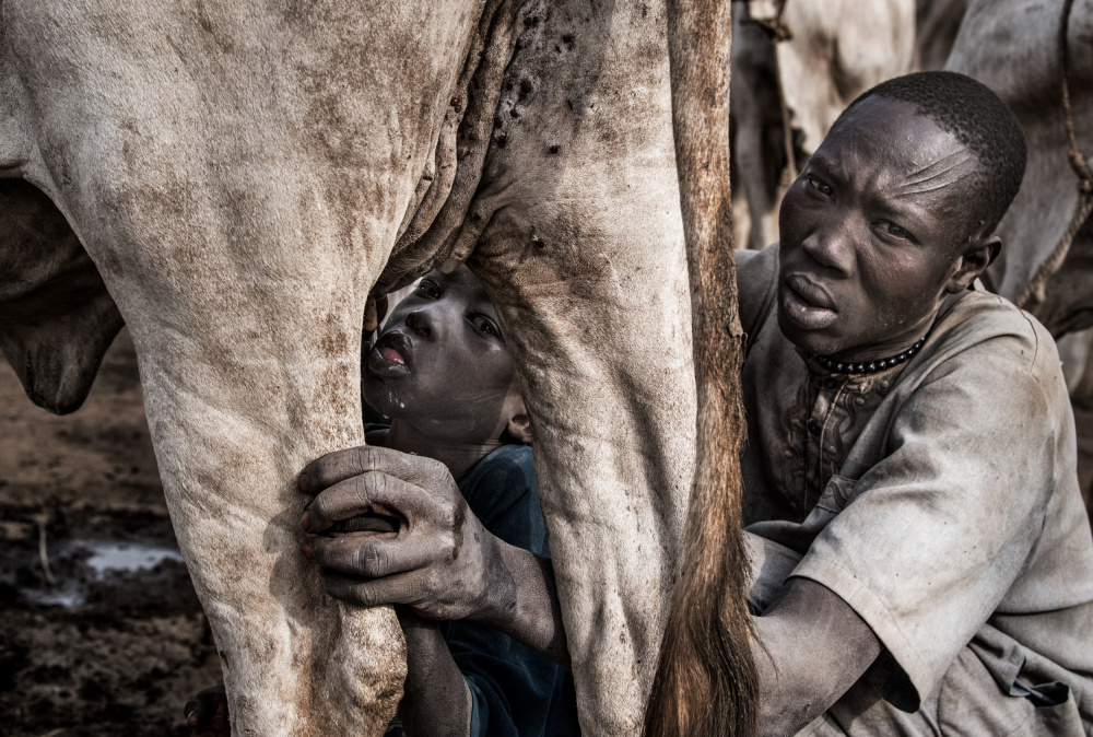 Ein Vater des Mundari-Stammes füttert sein Kind mit der Milch,die aus dem Euter der Kuh kommt from Joxe Inazio Kuesta Garmendia