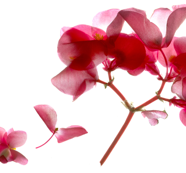 Begonia Pink VII from Julia McLemore