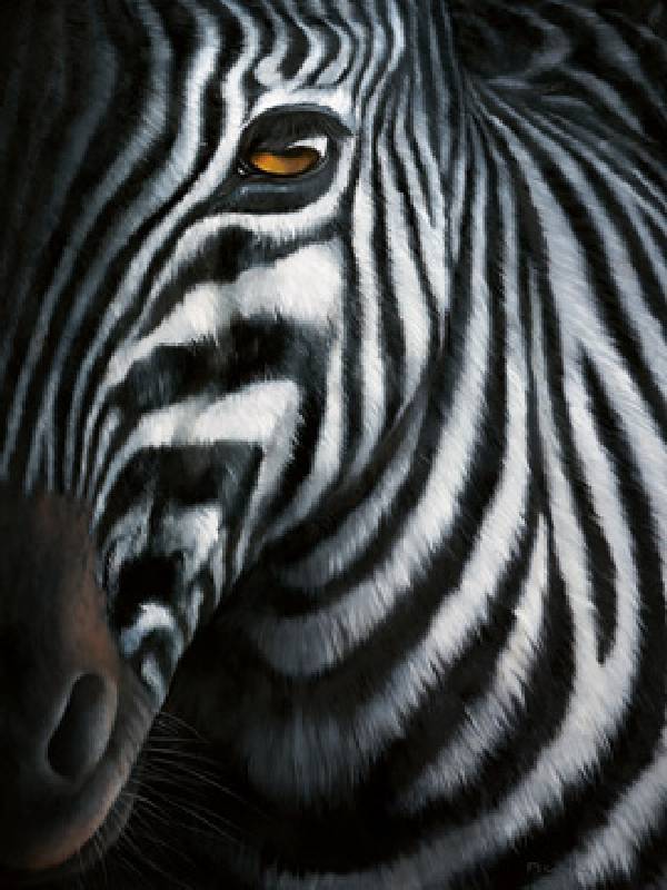 Zebra I from Jutta Plath