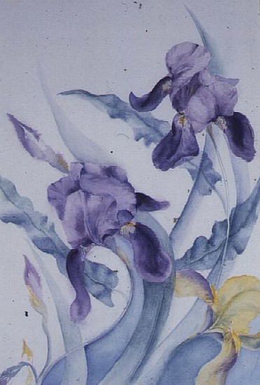 Iris, blue Mare  from Karen  Armitage