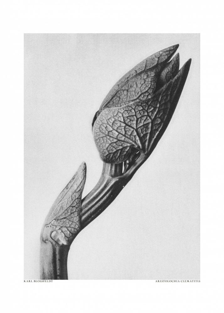 Aristolochia-Klematitis from Karl Blossfeldt