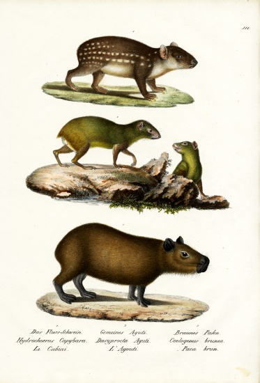 Capybara from Karl Joseph Brodtmann