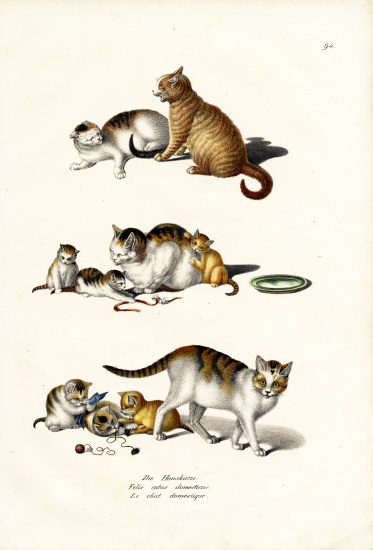 Domestic Cats from Karl Joseph Brodtmann