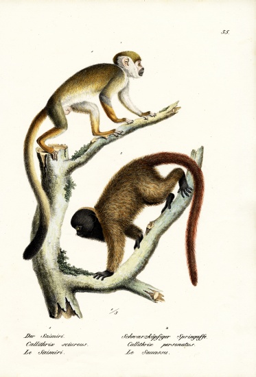 Squirrel Monkeys from Karl Joseph Brodtmann