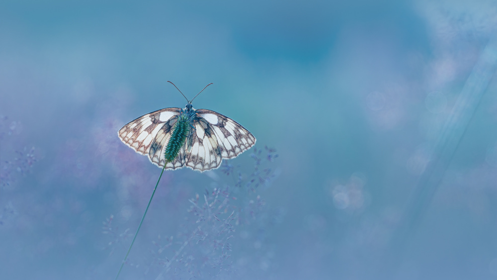 Marmorierter weißer Schmetterling from Kutub Uddin