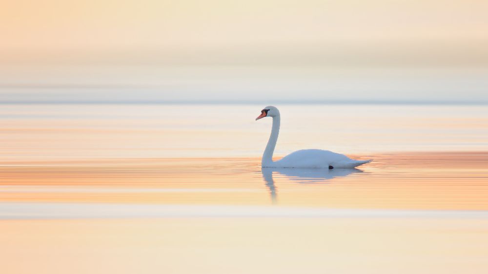 Swan from Leif Løndal