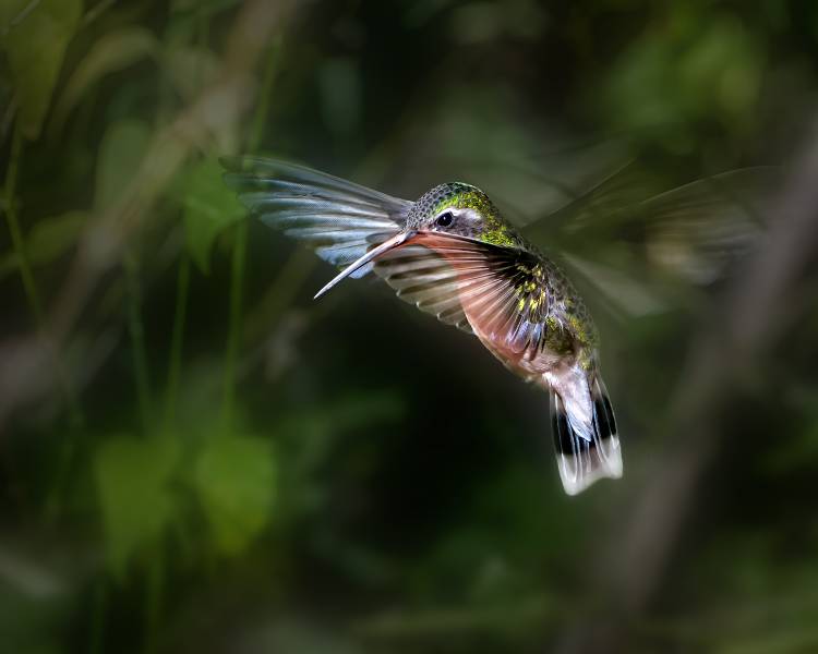 Hummingbird 1B from Leigh Pelton