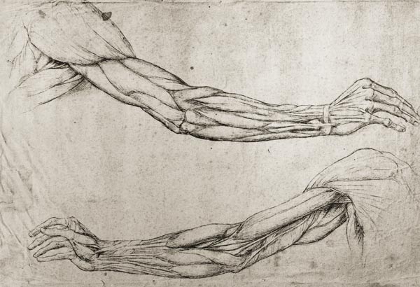 Armstudien from Leonardo da Vinci
