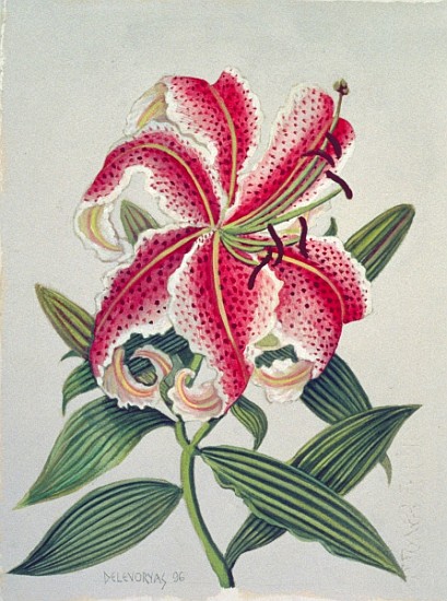 Botanical Lily, 1996 (w/c on paper)  from Lillian  Delevoryas