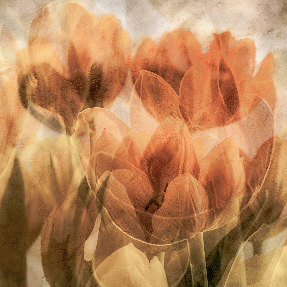 Tulpen from Luc Vangindertael (laGrange)