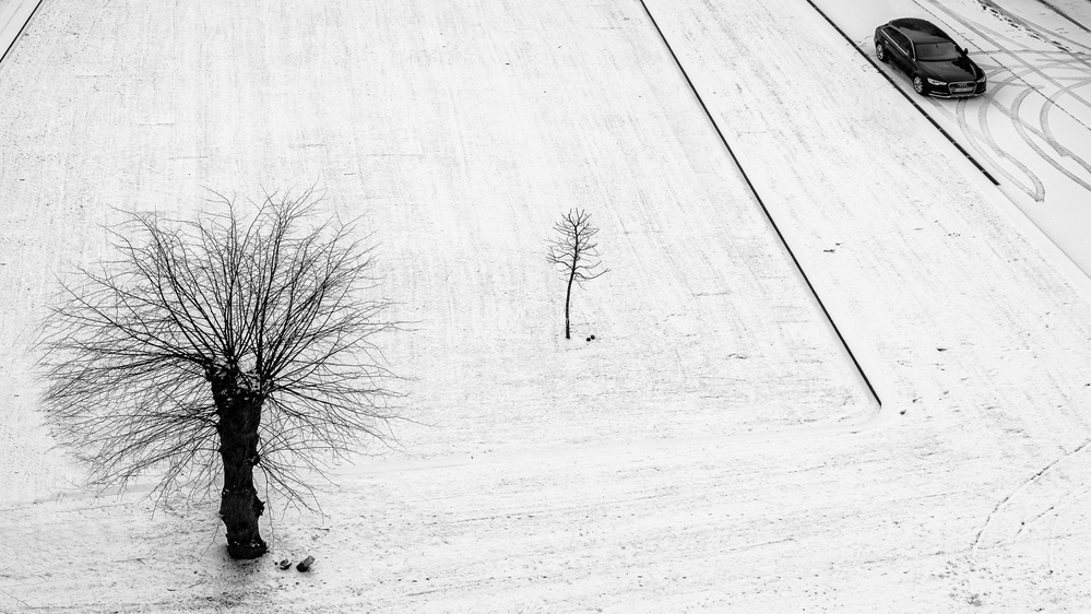Zwei Bäume für ein Auto from Lus Joosten