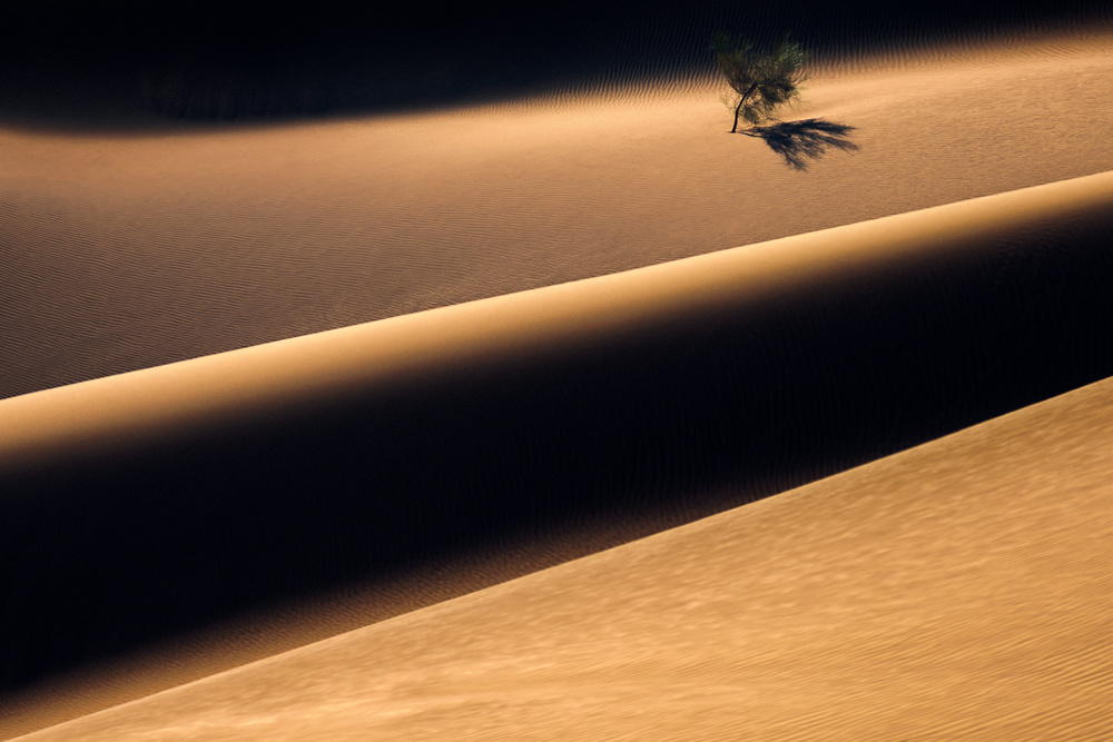 Der einsame Baum in der Wüste from Majid Behzad