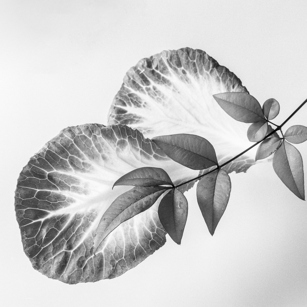 Blätter und ein Zweig from Makoto Inaba
