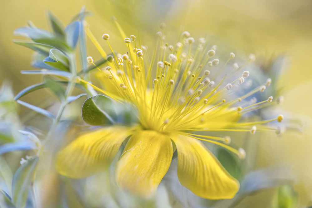 Hypericum from Mandy Disher