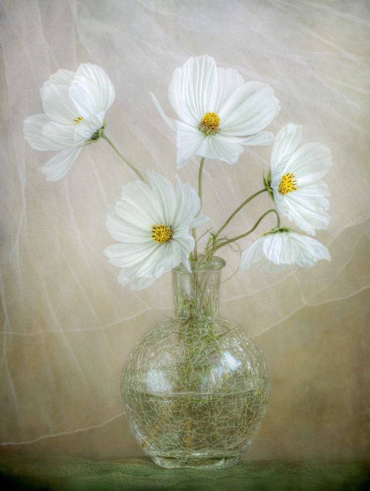 Cosmos breeze from Mandy Disher