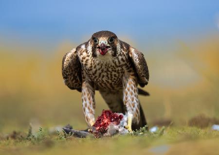 Falke posiert frontal mit einer Tötung