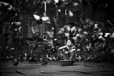 Myanmars Junge mit Tauben