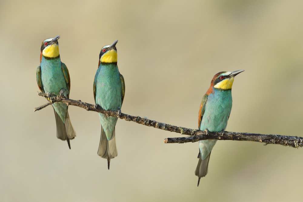 Three little guys on the tree from Marco Pozzi
