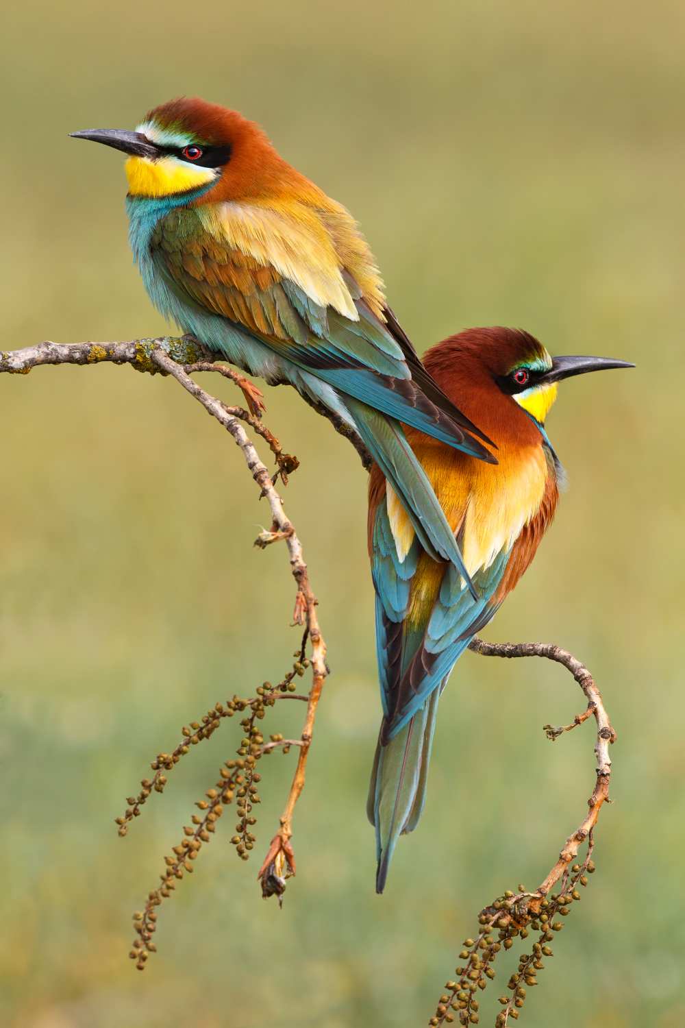 Bee-eaters in love from Mario Suárez