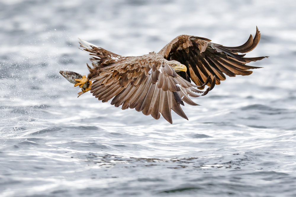 Der Seeadler – die Wiederbesiedlung Schottlands from Mario Suárez