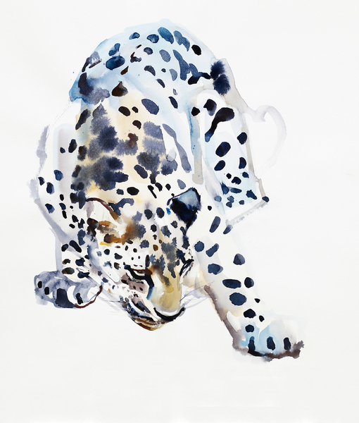Arabian Leopard from Mark  Adlington