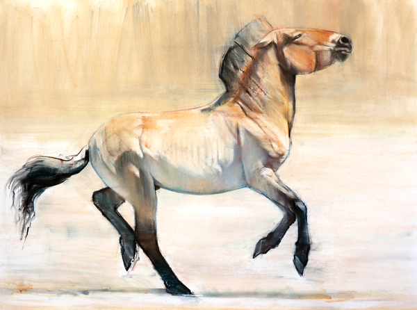 Equus (Przewalski) from Mark  Adlington