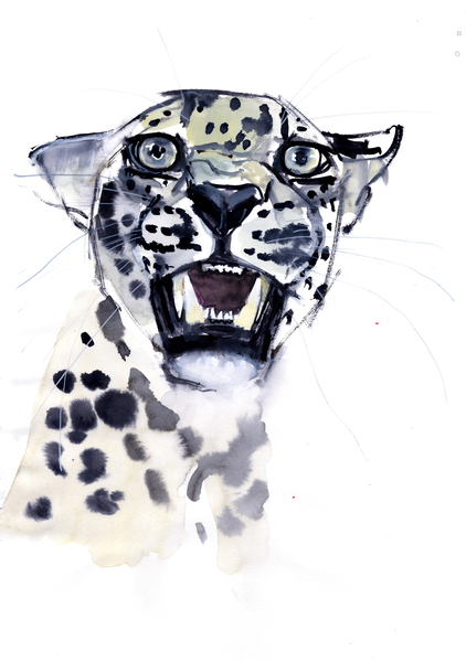 Incisor Snarl (Arabian Leopard) from Mark  Adlington