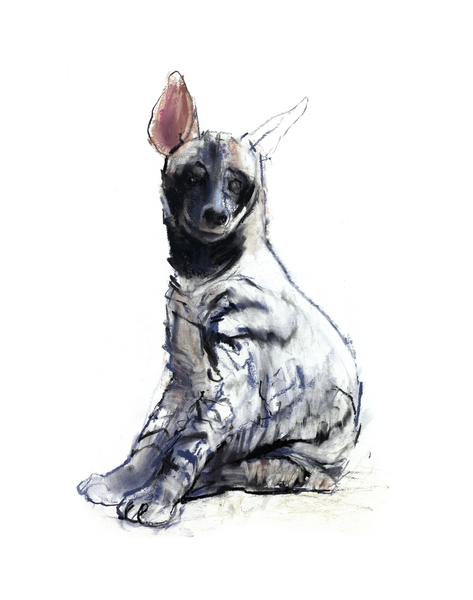 Striped Hyaena Pup (seated) from Mark  Adlington
