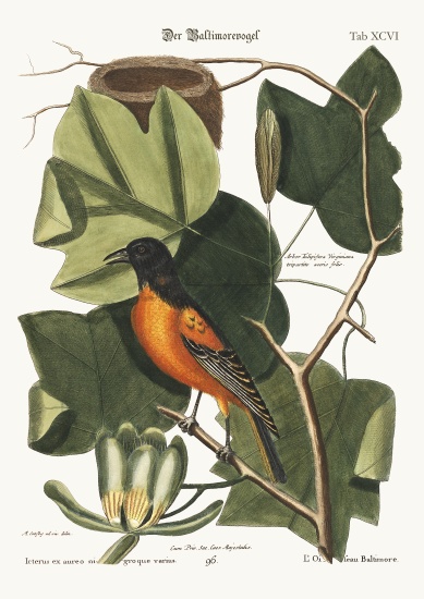 The Baltimore Bird from Mark Catesby